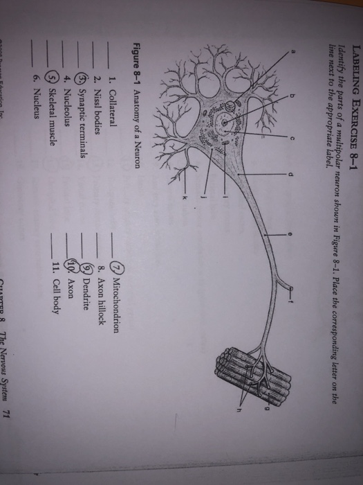 Solved LABELING EXERCISE 8-1 Identify the parts of a | Chegg.com