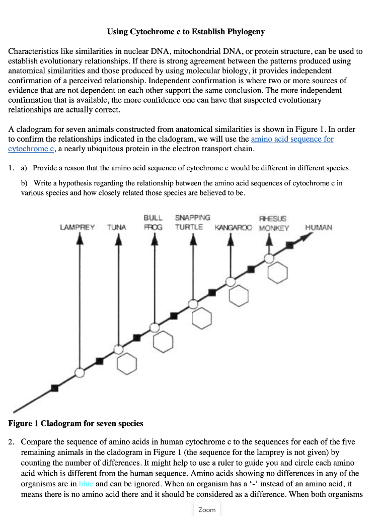 Human... AMINO ACID SEQUENCES IN CYTOCHROMEC