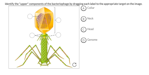 Solved Identify the upper" components of the bacteriophage | Chegg.com