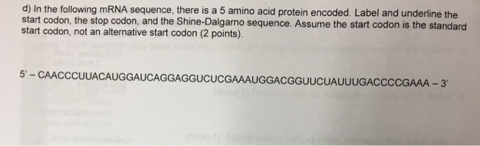 Solved In the following mRNA sequence, there is a 5 amino | Chegg.com