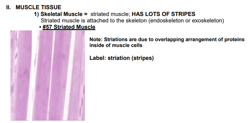 striated-muscle-tissue-function-degraff-family