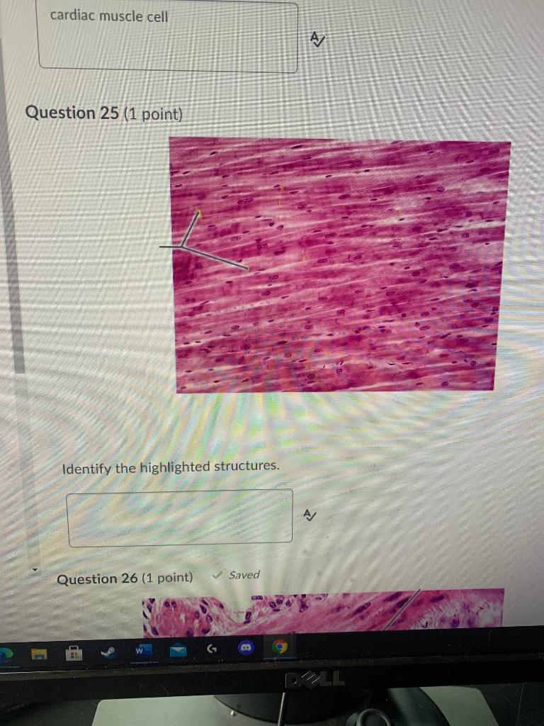 Solved cardiac muscle cell Question 25 (1 point) Identify | Chegg.com