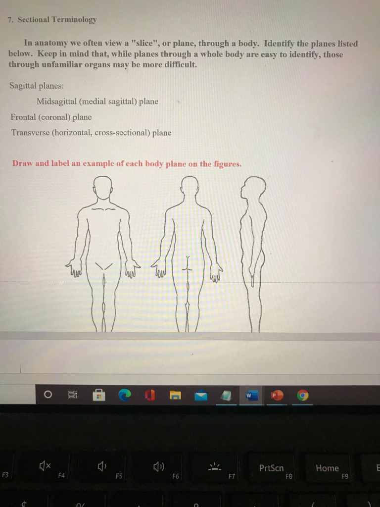 Solved 7. Sectional Terminology In anatomy we often view a
