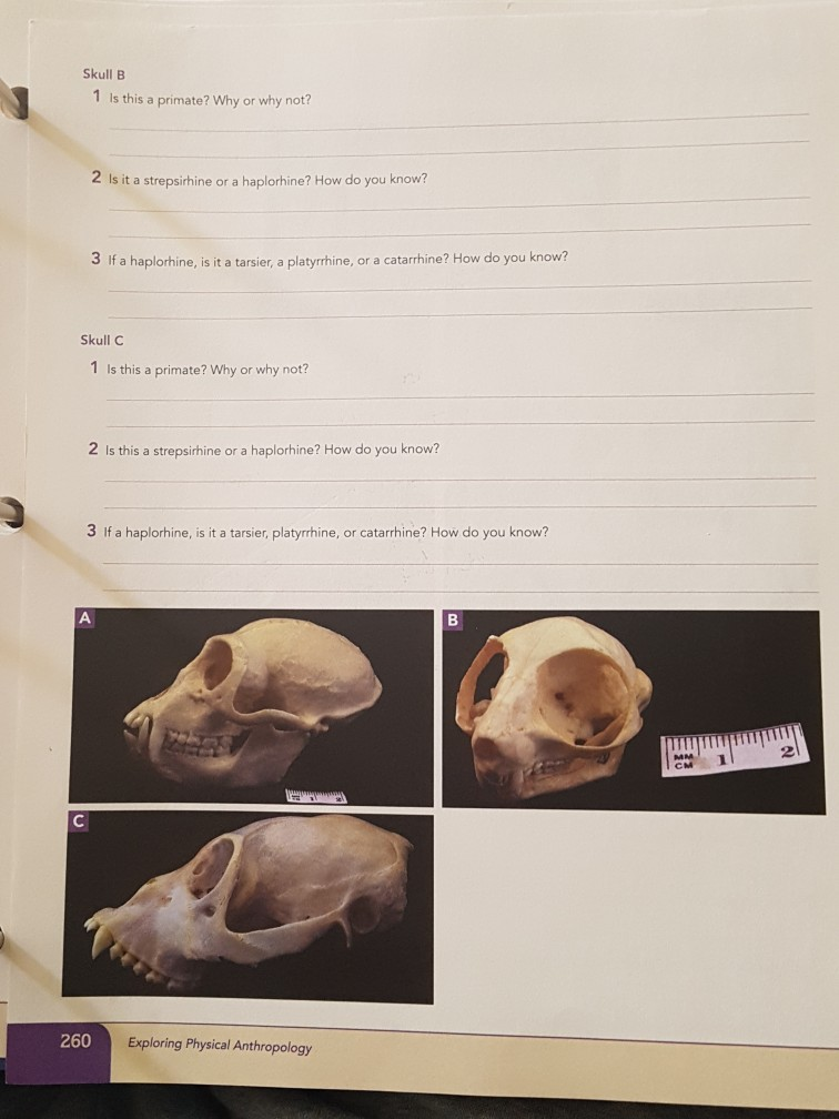 LAB EXERCISE Name .) 9.2 Primate Classification | Chegg.com