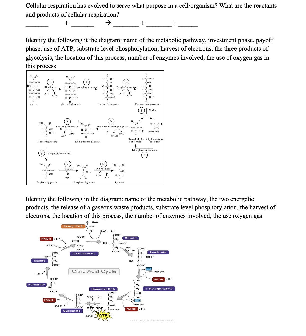 Solved Cellular respiration has evolved to serve what | Chegg.com