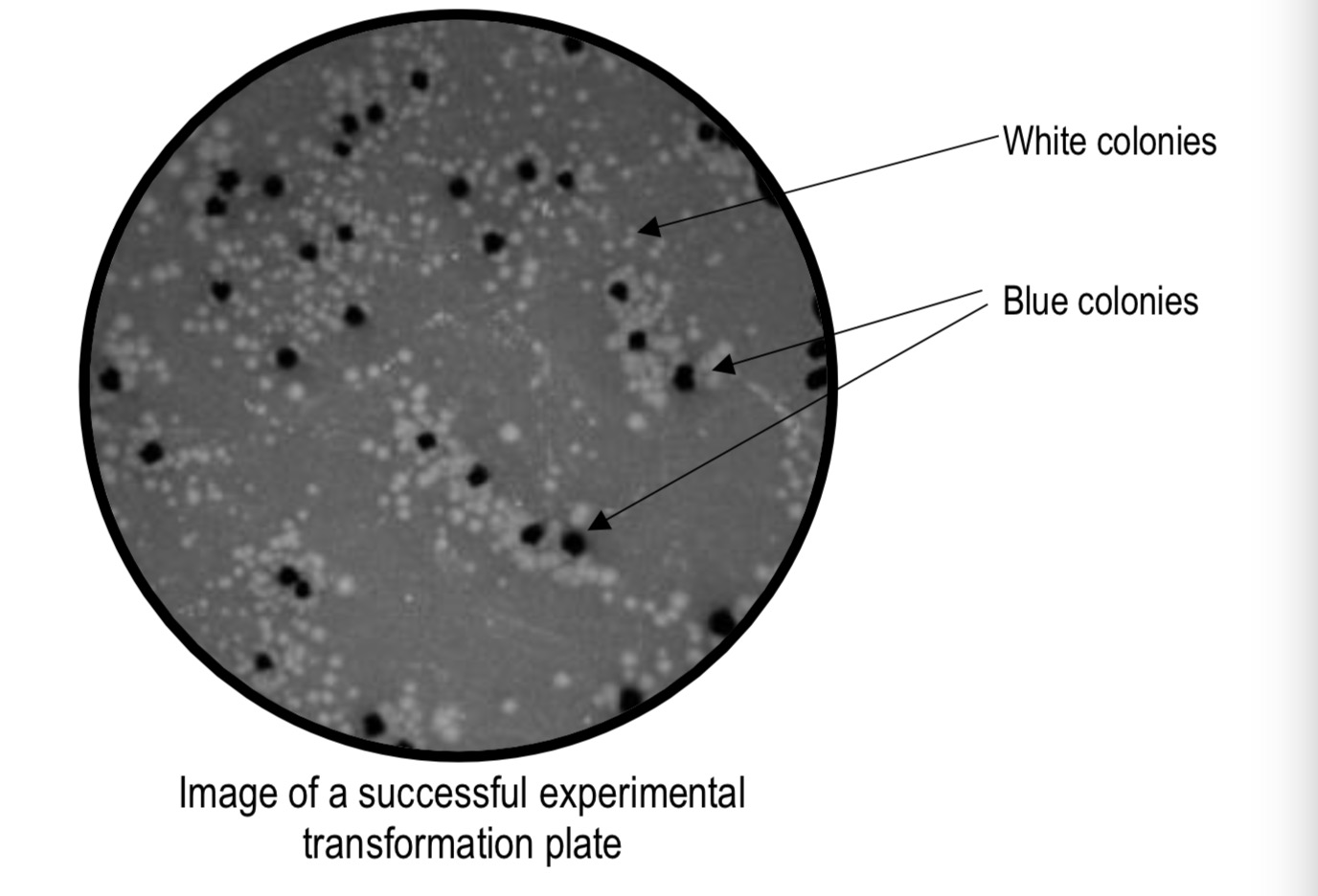 solved-plate-1-the-experimental-plate-plate-1-corresponds-chegg