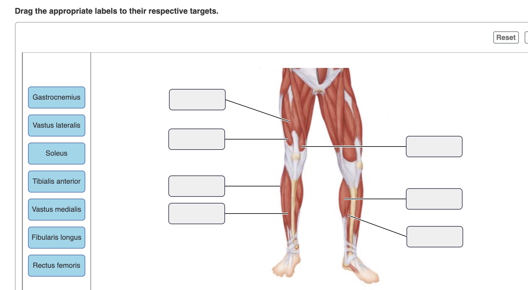 Dedrag The Appropriate Labels To Their Respective Targets. Chegg