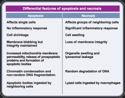 Apoptotic cell death needs the presence of TNF ␣ and hTASK3 potassium