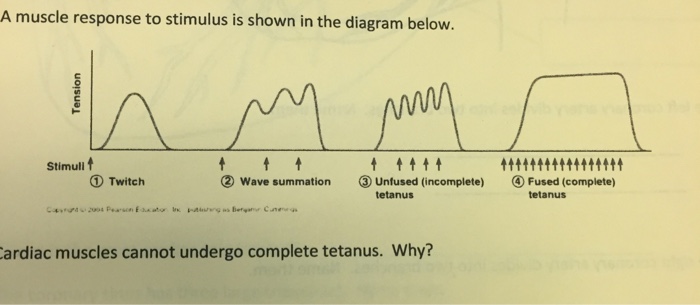Solved A muscle response to stimulus is shown in the diagram | Chegg.com