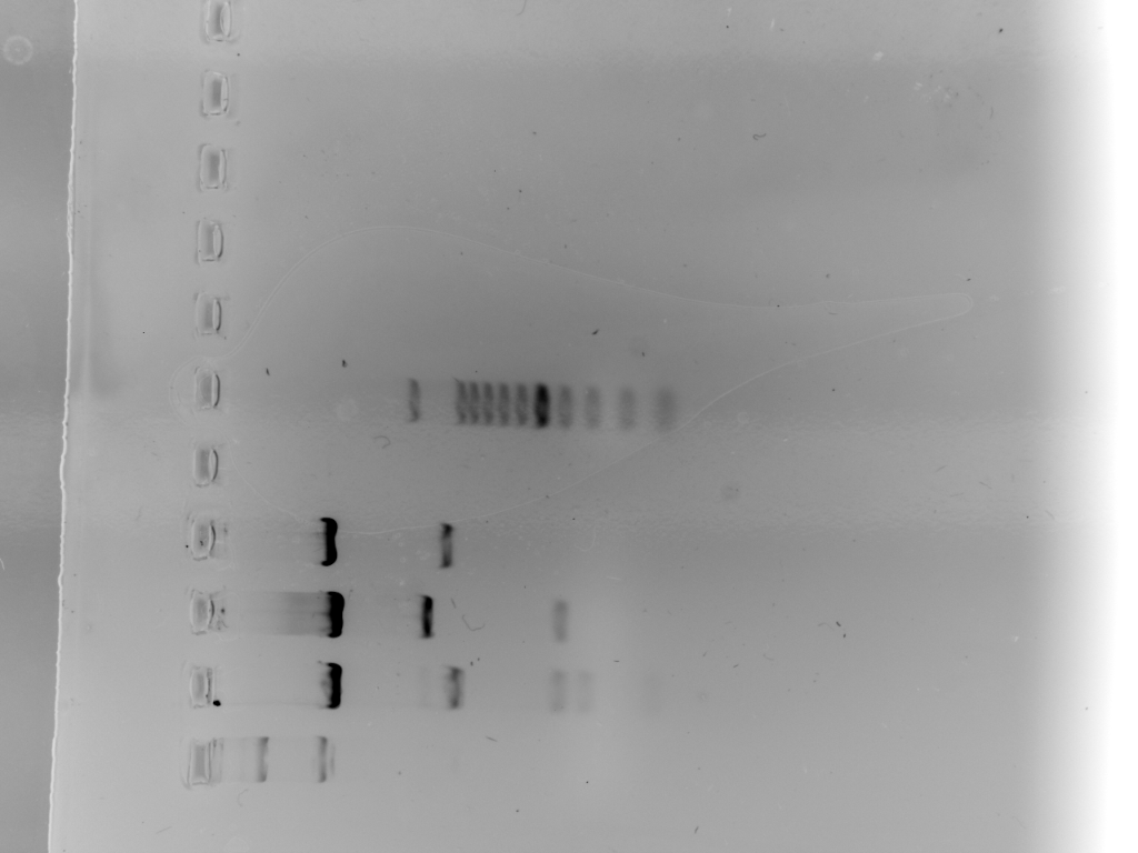 Solved *Restriction map *Gel electrophoresis dataconstruct a