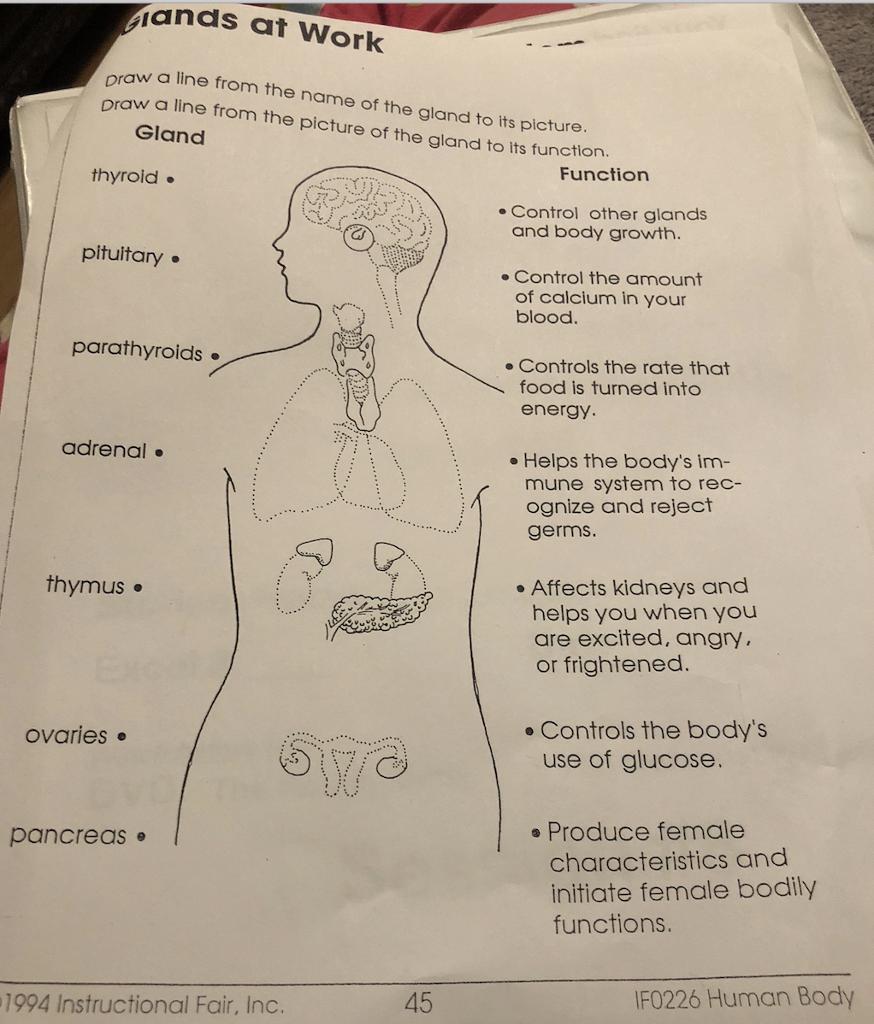 which-gland-controls-blood-glucose-levels-answers-what-gland