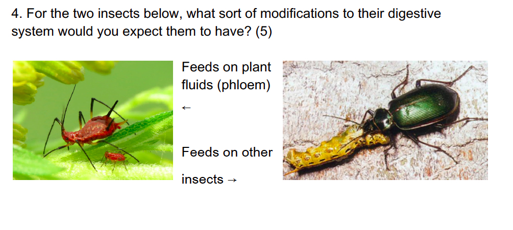 Solved 4. For the two insects below, what sort of | Chegg.com
