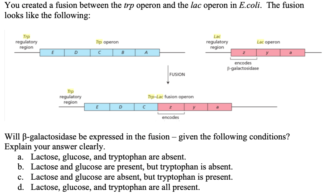 Solved You created a fusion between the trp operon and the | Chegg.com