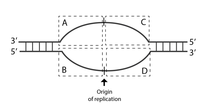 Solved Below is a cartoon of a DNA replication bubble. In | Chegg.com