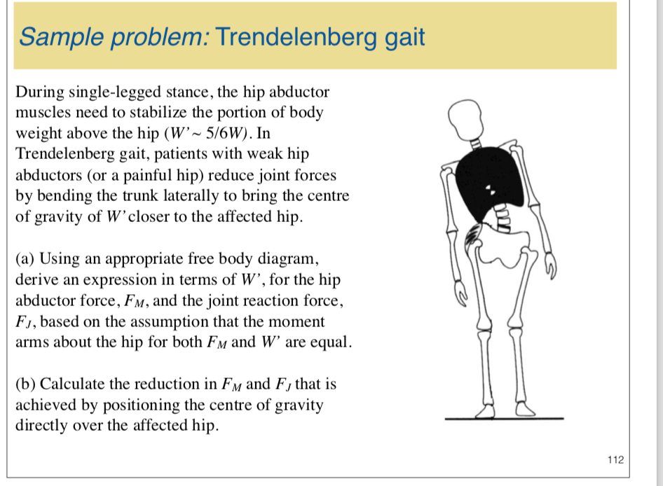 Sample problem Trendelenberg gait During