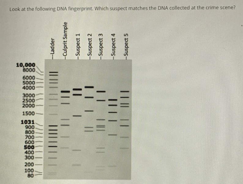 Solved Look at the following DNA fingerprint. Which suspect | Chegg.com