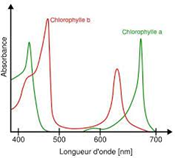 Solved How do you monitor the isolation of chlorophyll a and | Chegg.com