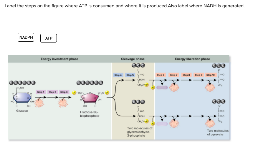 Solved Label the steps on the figure where ATP is consumed | Chegg.com