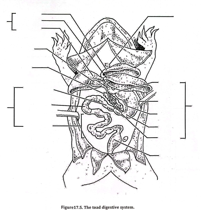 Solved Label the parts of a toad's digestive tract using the | Chegg.com