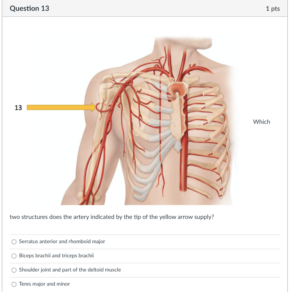 Question 10 1 Pts What Nerve Innervates The Biceps Chegg Com