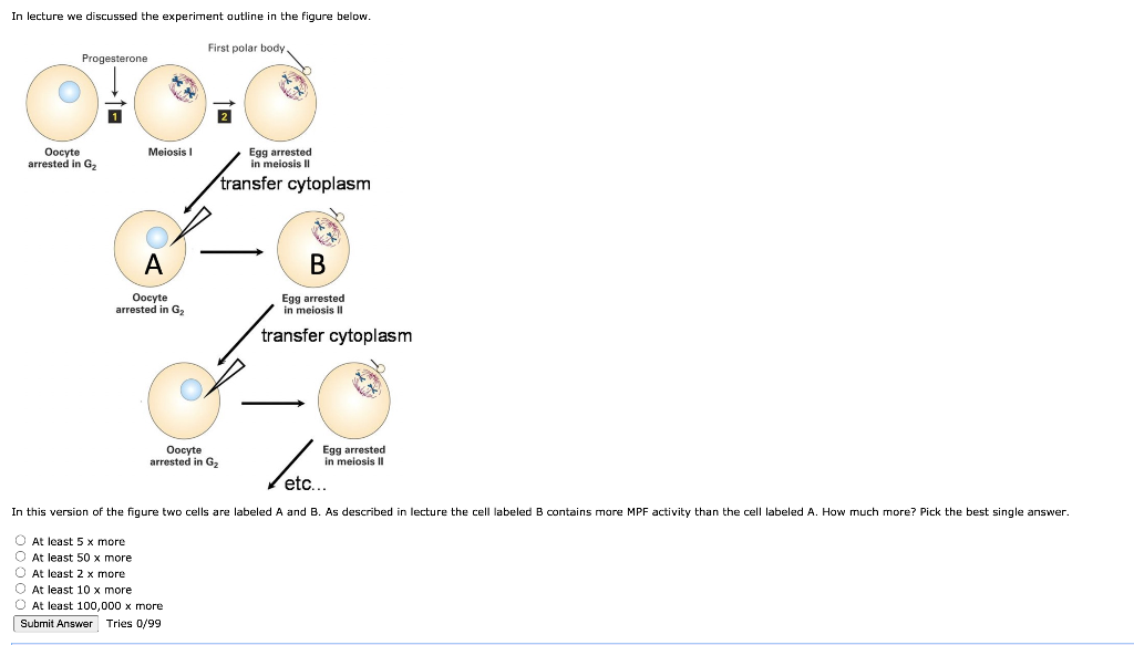 Solved MPF drives (or regulates) which transition in the Biology Diagrams