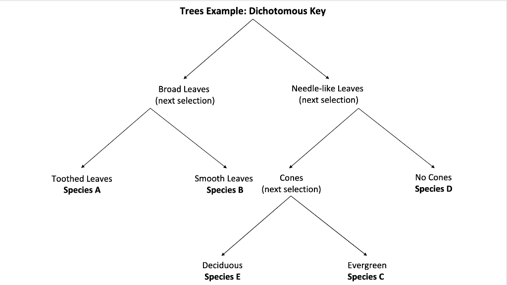 Trees Example: Dichotomous Key
No Cones
Species D