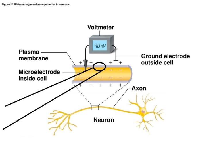 Solved For a neuron to work properly, it needs to maintain a | Chegg.com