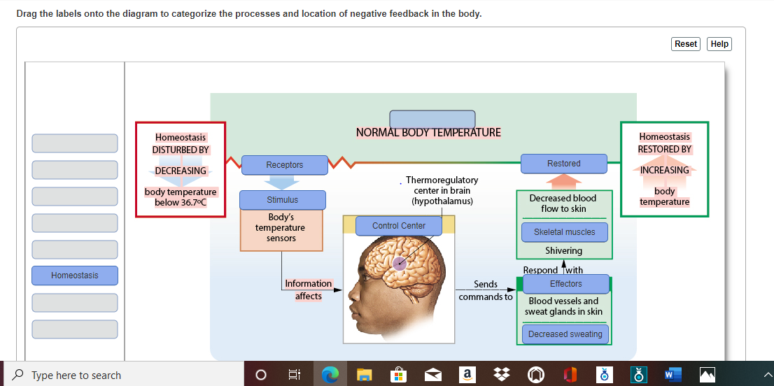 homeostasis diagram temperature