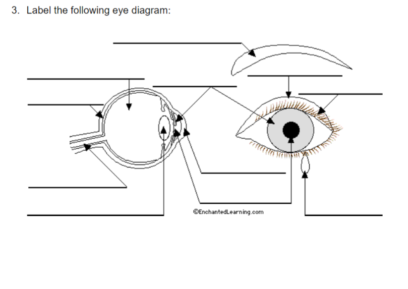 diagram of the eye without labels