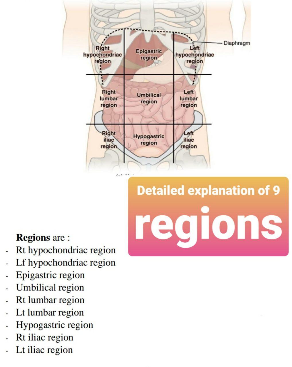 solved-diaphragm-right-hypochondriac-region-epigastric-chegg