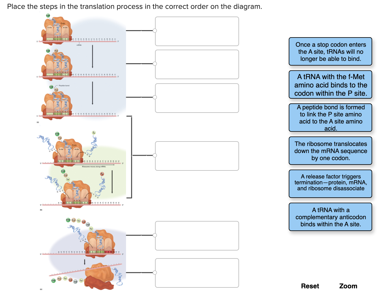 Solved Place the steps in the translation process in the | Chegg.com