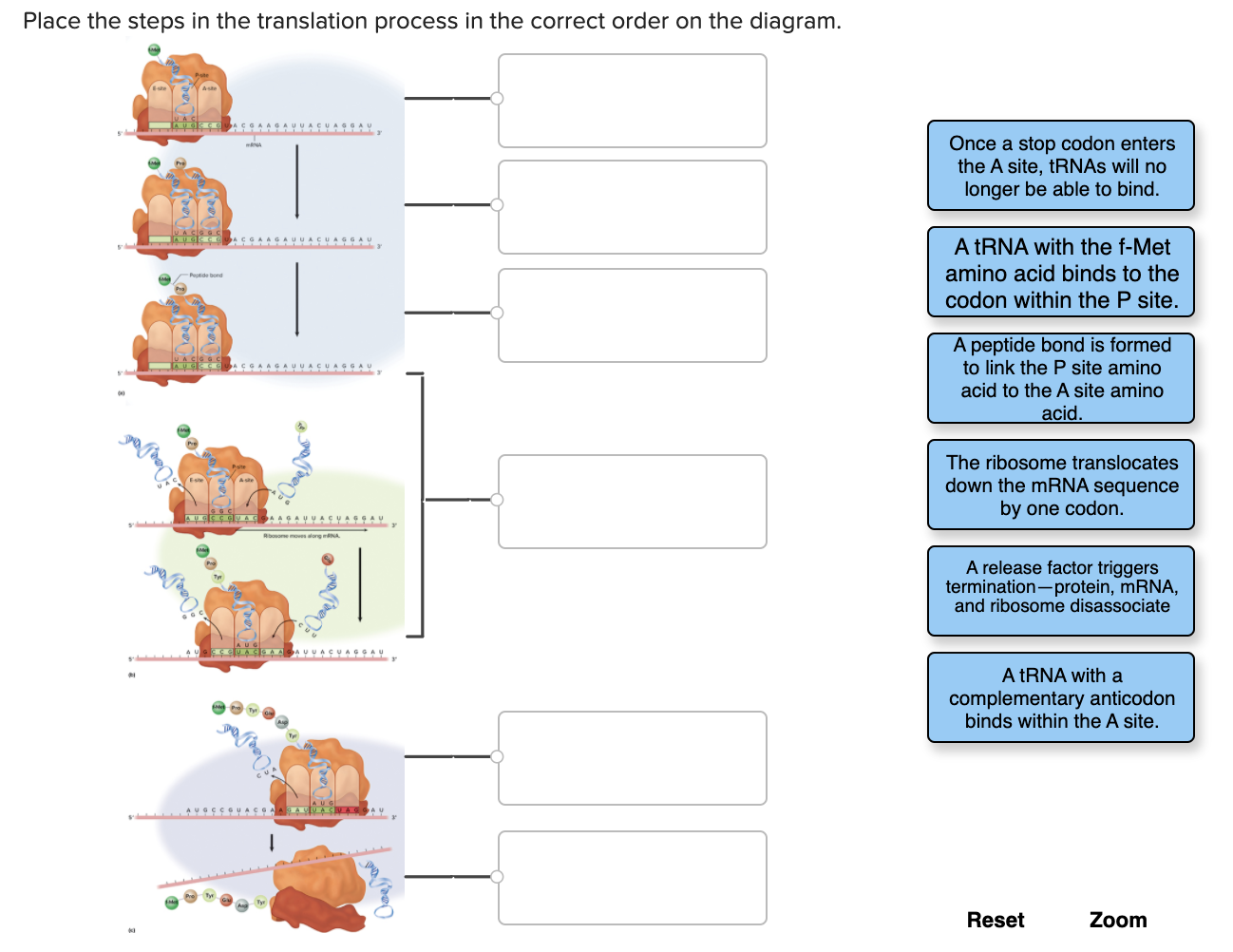 solved-place-the-steps-in-the-translation-process-in-the-chegg