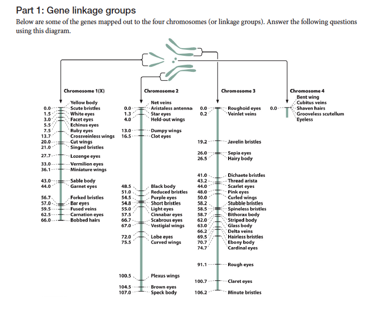 Maps of linkage group 1 (LG1) of female parent OSU 252.146 (left) and