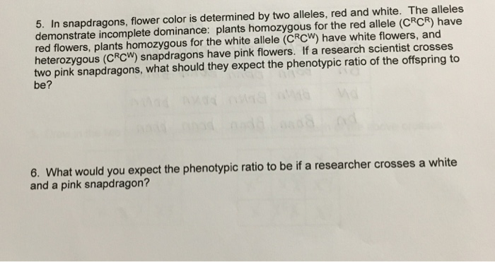 Solved 5. In snapdragons, flower color is determined by two | Chegg.com