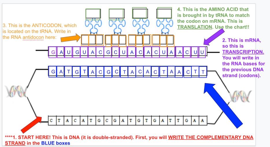 Solved 4. This is the AMINO ACID that is brought in by tRNA | Chegg.com