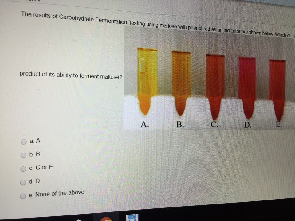 Solved The results of Carbohydrate Fermentation Testing | Chegg.com