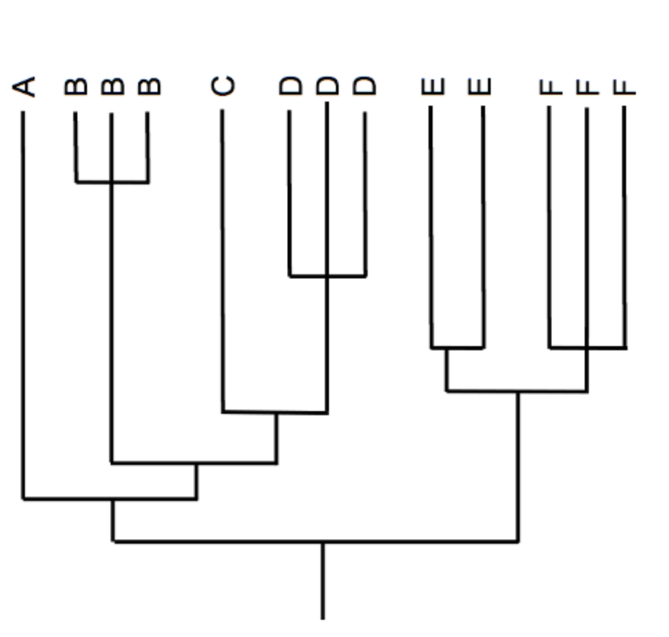 Solved Consider The Following Phylogenetic Tree Of | Chegg.com