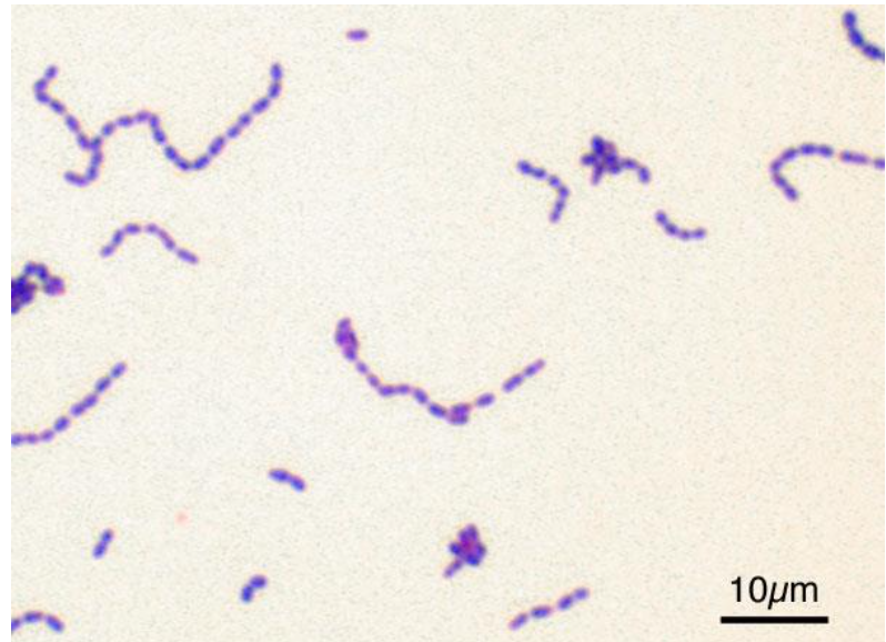 Solved You are a veterinarian performing a fecal culture on | Chegg.com