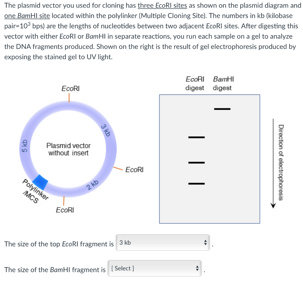 plasmid vector multiple cloning sequence