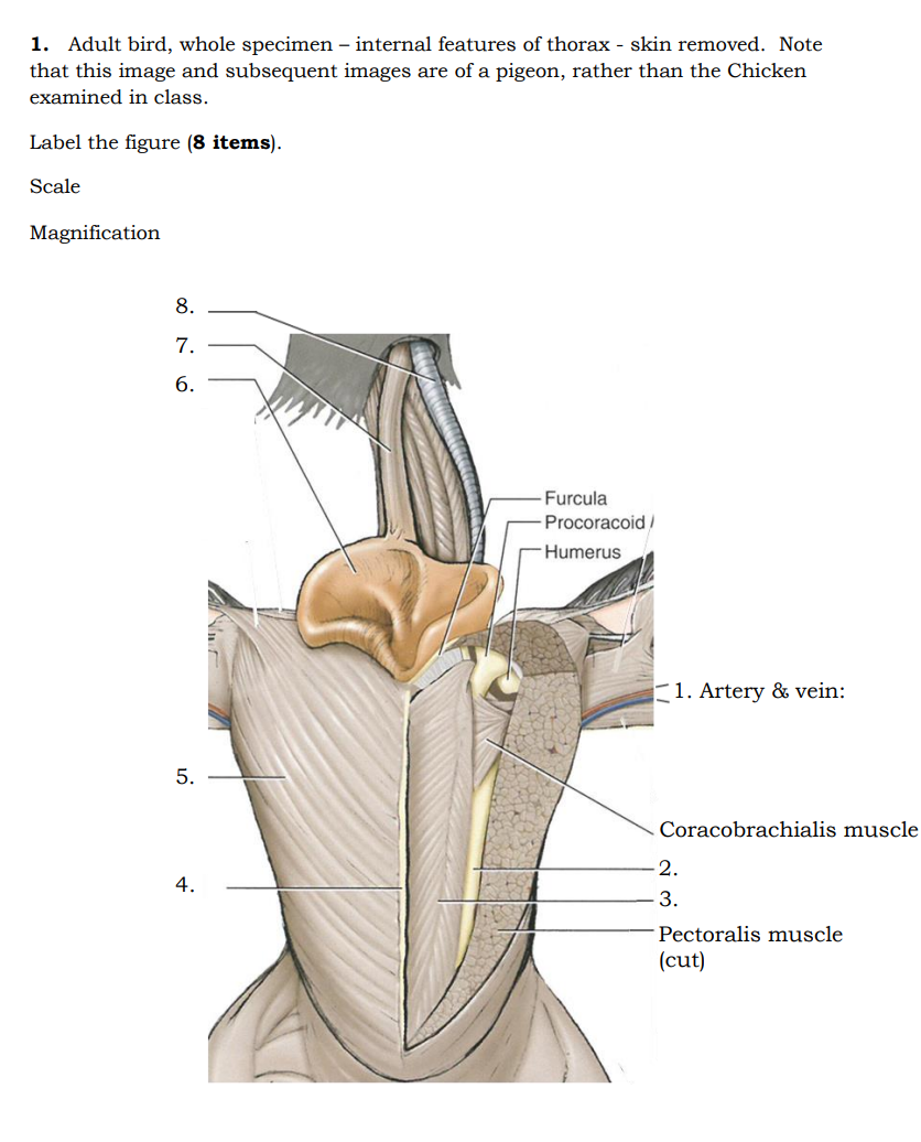 Solved 1. Adult bird, whole specimen - internal features of | Chegg.com