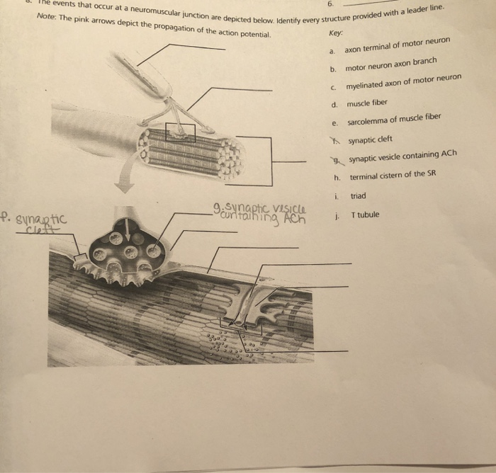 Solved The events that occur at a neuromuscular junction are | Chegg.com