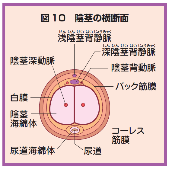 解剖学 泌尿器 生殖器 Flashcards Chegg Com