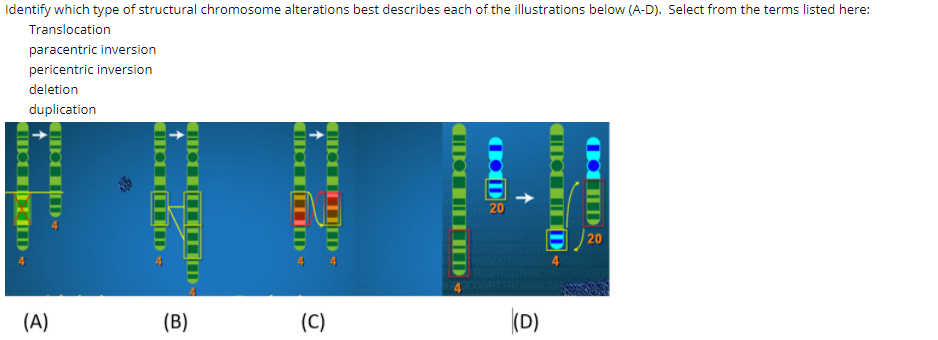 Solved Identify Which Type Of Structural Chromosome | Chegg.com Solved Identify Which Type Of Structural Chromosome | Chegg.com