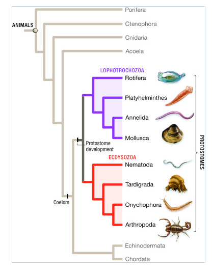 Where Should The Origin Of Jointed Appendages Be ... | Chegg.com