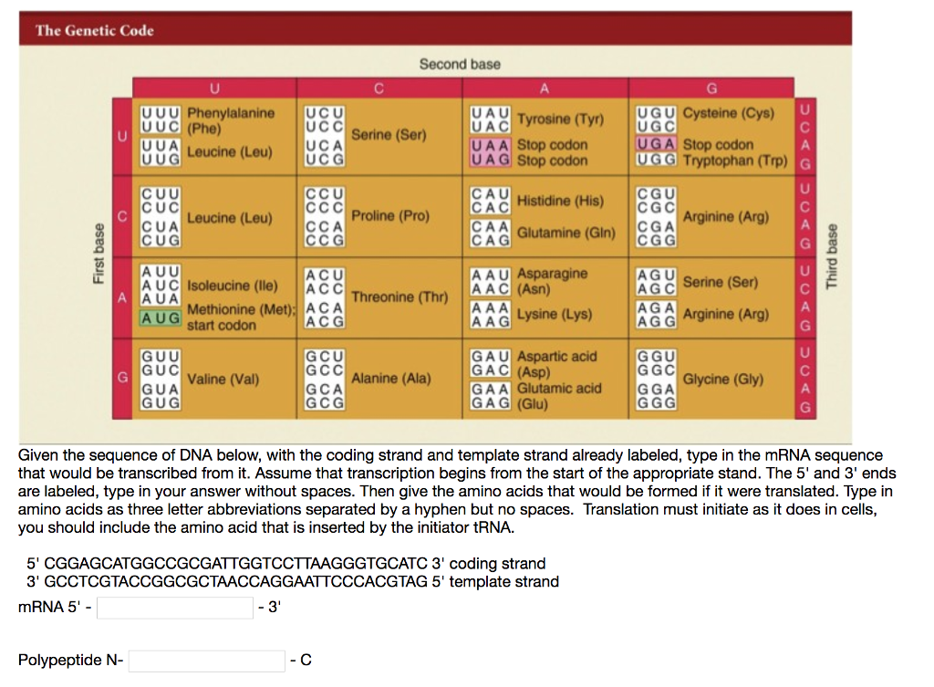 Solved The Genetic Code Second base U U U | Phenylalanine | Chegg.com