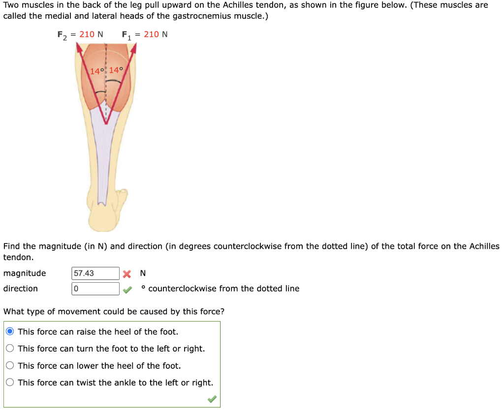 solved-two-muscles-in-the-back-of-the-leg-pull-upward-on-the-chegg