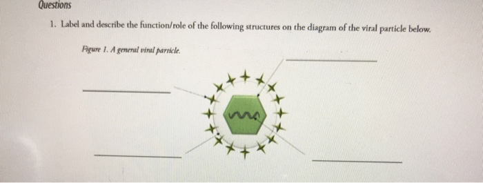 Solved Questions 1. Label and describe the function/role of | Chegg.com
