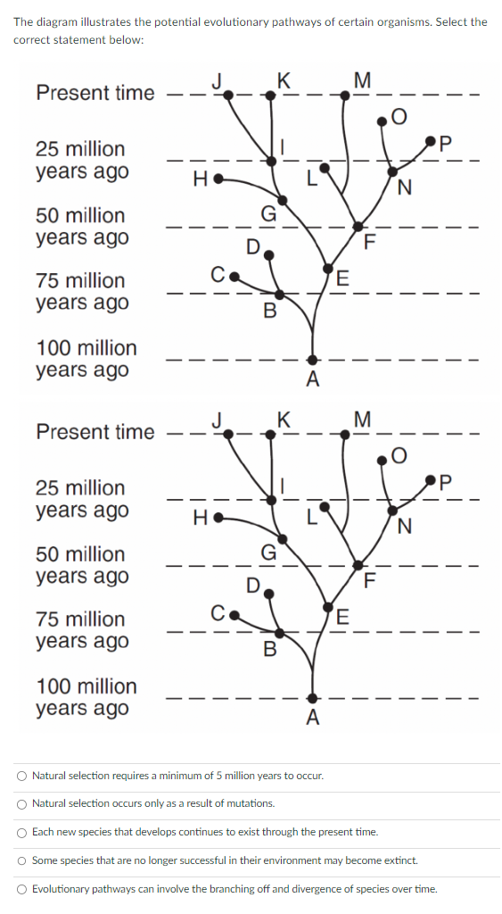 Solved The Diagram Illustrates The Potential Evolutionary | Chegg.com