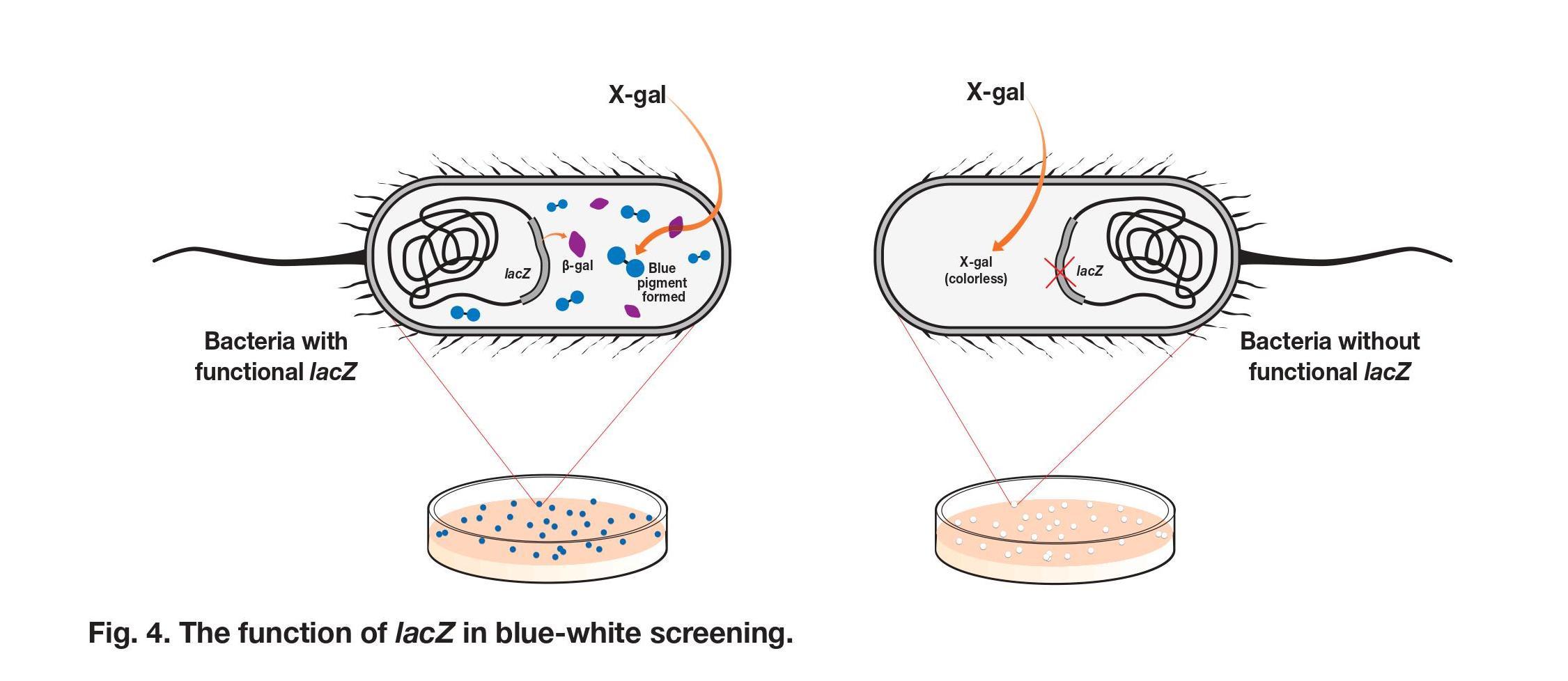 solved-lacz-crispr-gene-editing-laboratory-in-this-activity-chegg