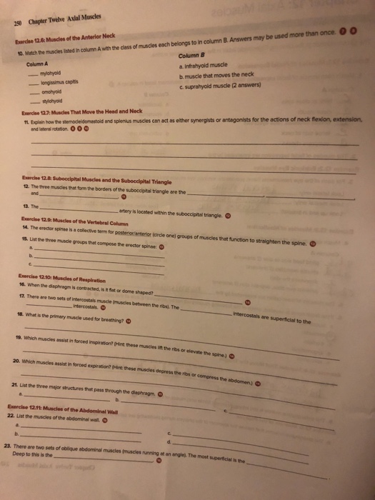 Solved Chapter 12: Axial Muscles The Oeo responds tothe | Chegg.com